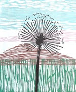 Chuveirinho do Cerrado // Silvia Ruiz