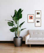 Fotonovela 8 // Carlos Clémen