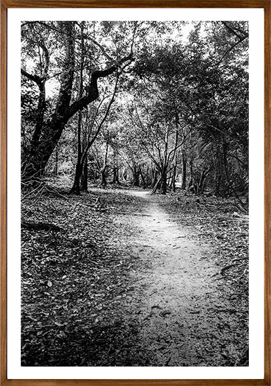 Floresta // Eleonora Aronis