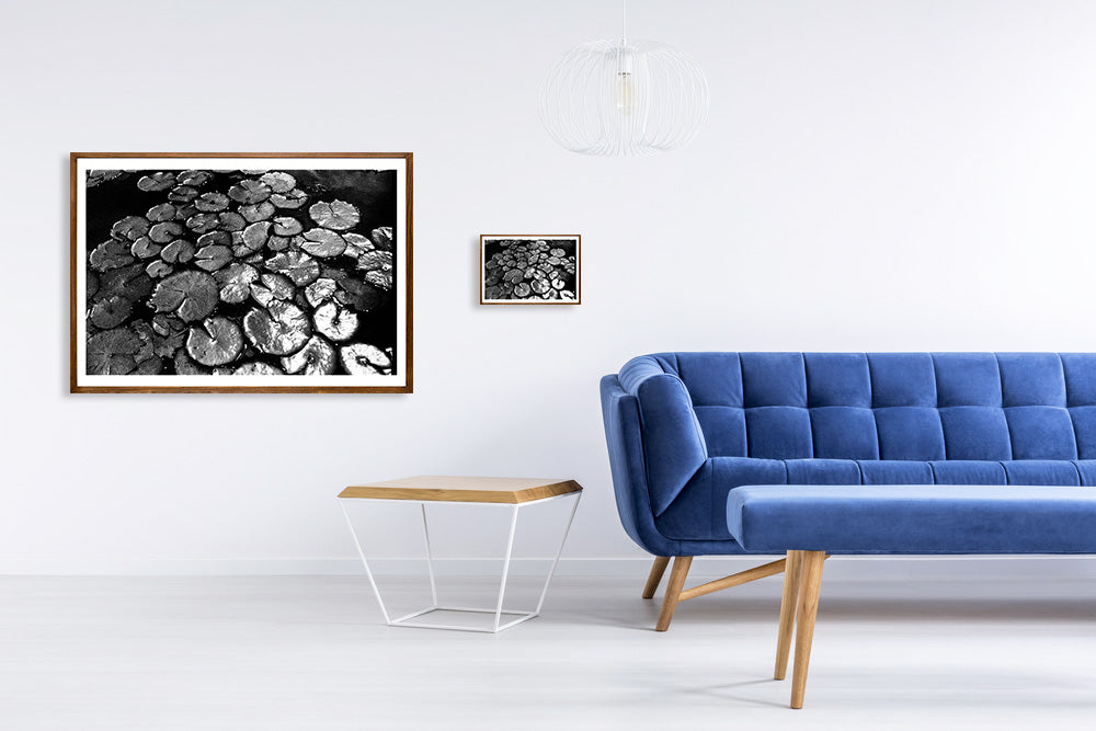 Vitória Régia // Eleonora Aronis