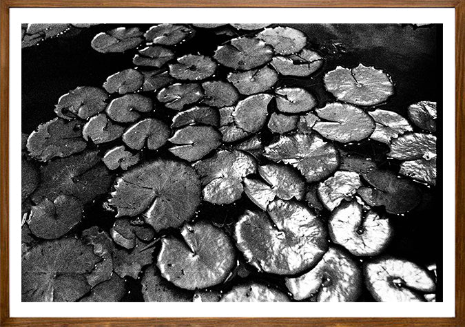 Vitória Régia // Eleonora Aronis