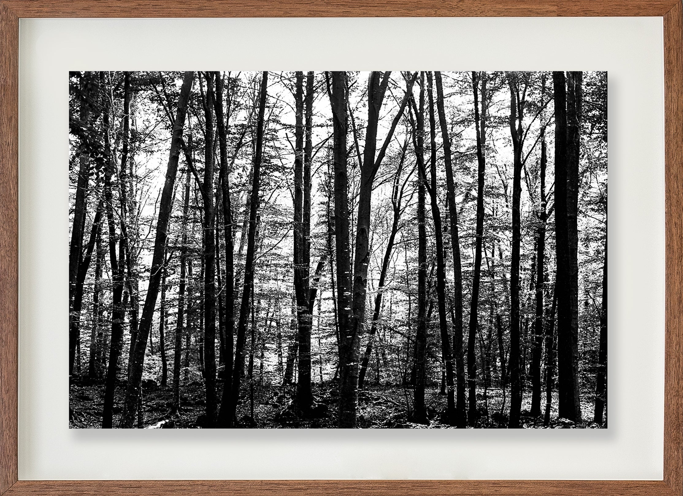 La Fageda 1 // Eleonora Aronis