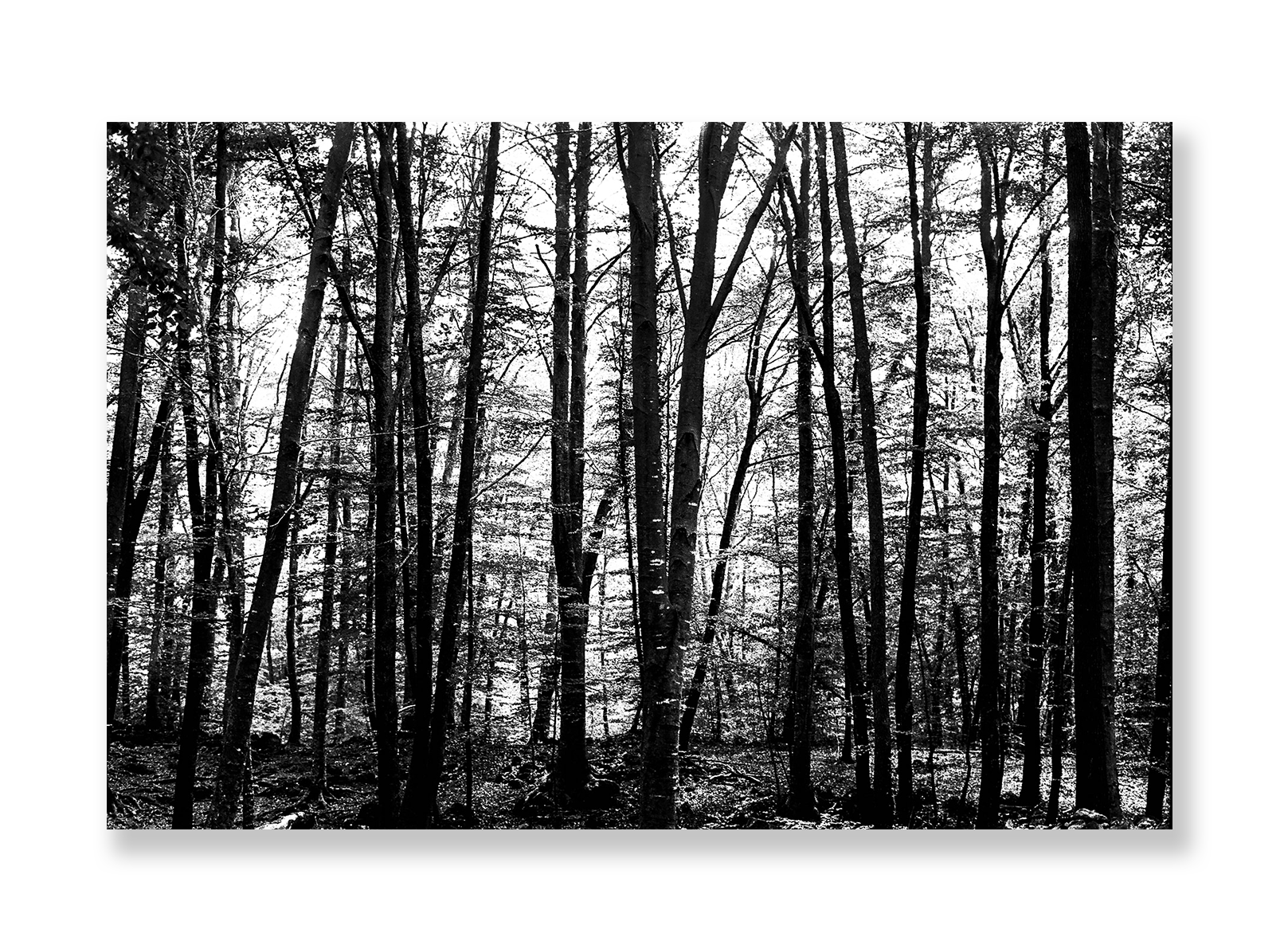 La Fageda 1 // Eleonora Aronis