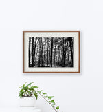 La Fageda 2 // Eleonora Aronis