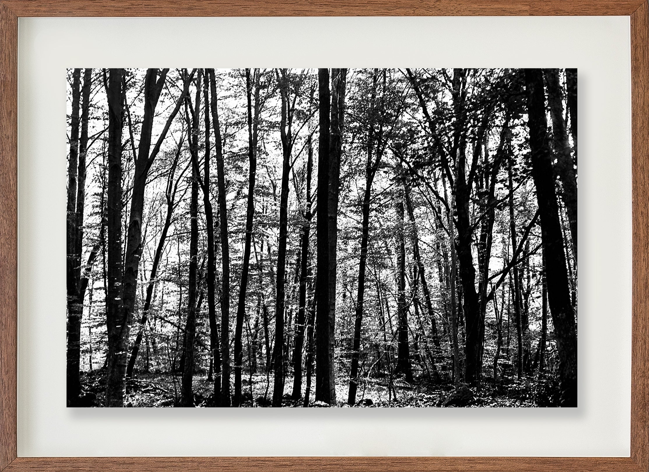 La Fageda 2 // Eleonora Aronis