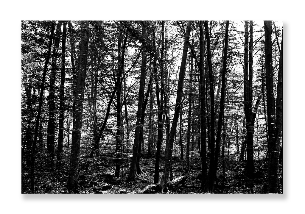 La Fageda 3 // Eleonora Aronis