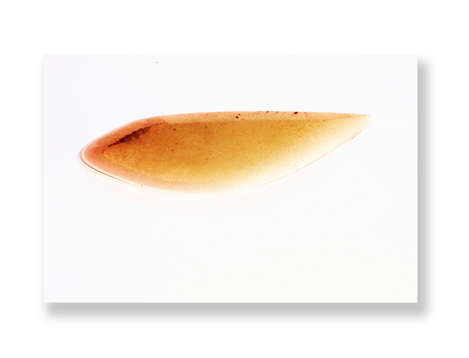 Lagoa II // Eleonora Aronis