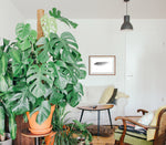 Lagoa V // Eleonora Aronis