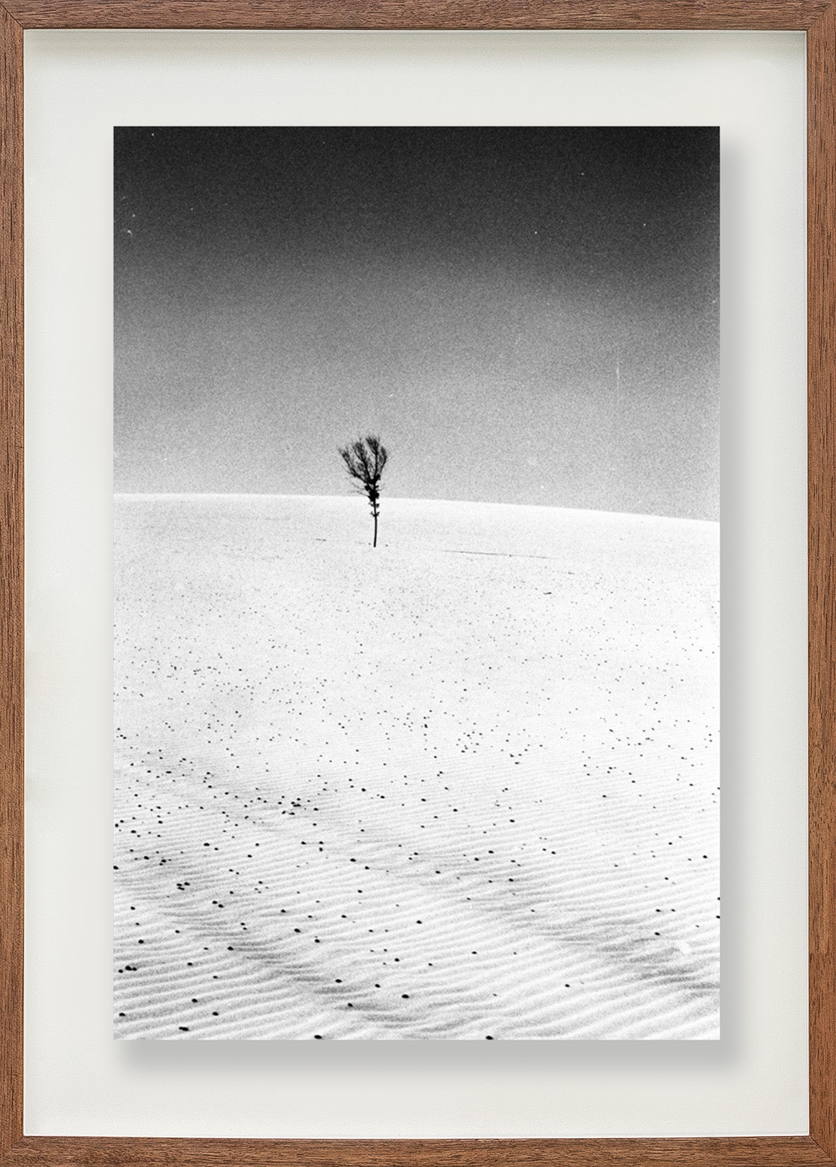 A árvore // Eleonora Aronis