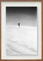 A árvore // Eleonora Aronis