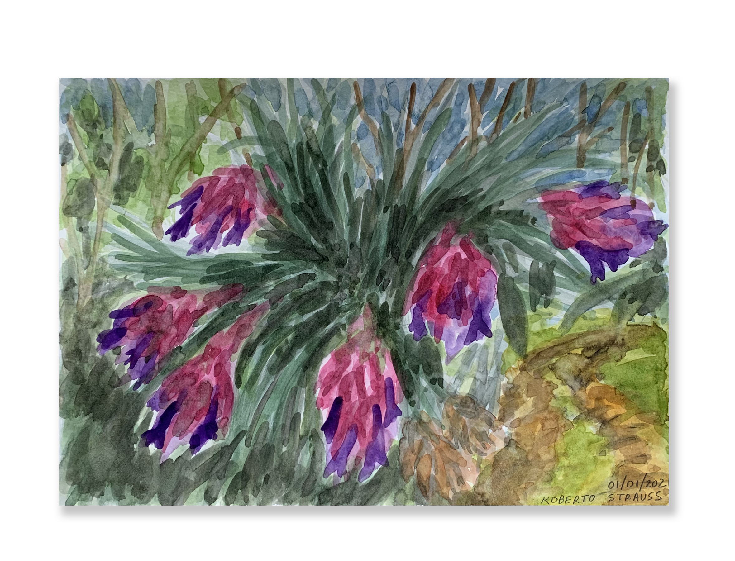 Sem título // Roberto Strauss