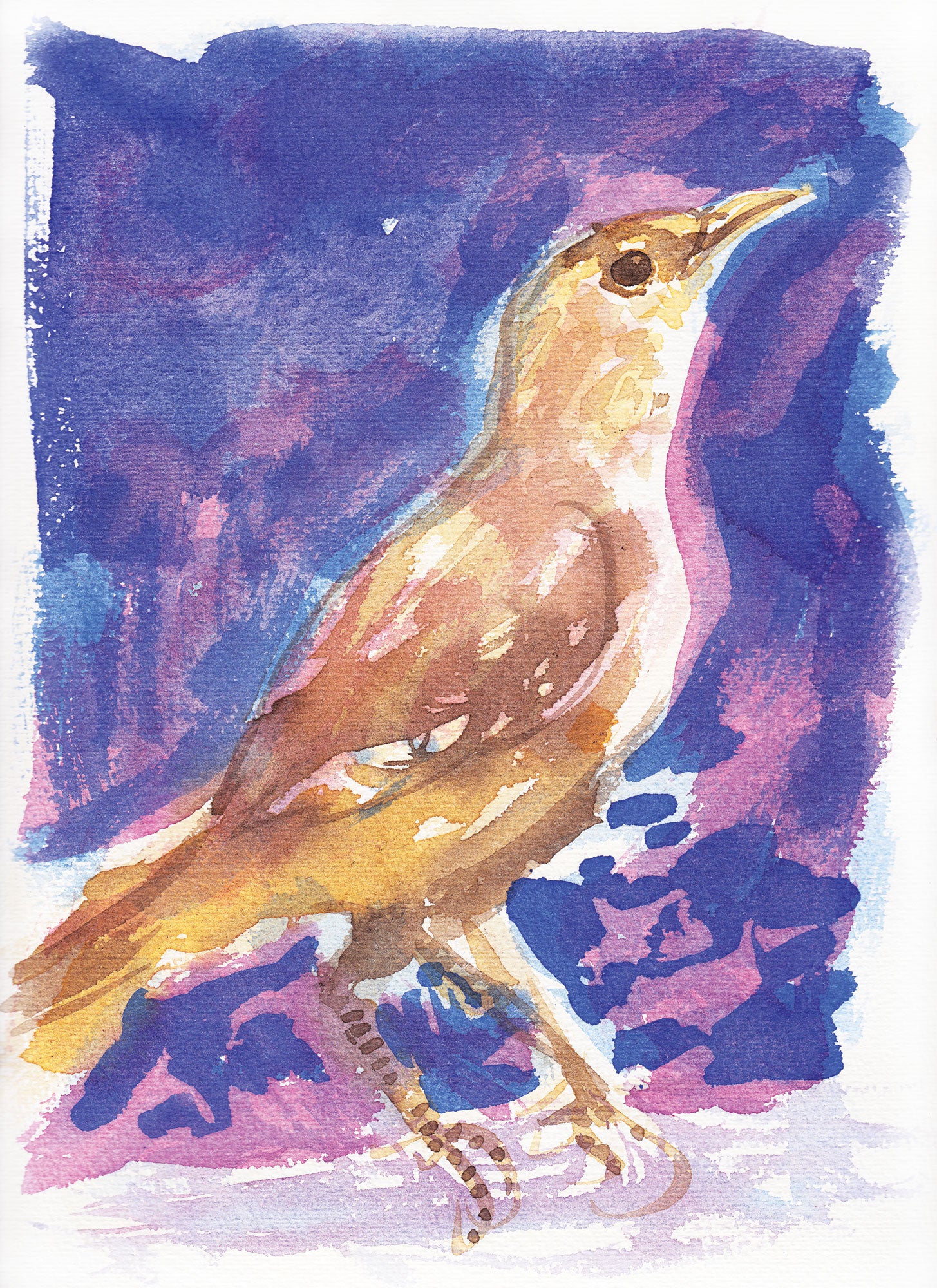 Série 'O joão-de-barro' // Rubens Matuck