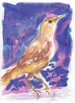 Série 'O joão-de-barro' // Rubens Matuck