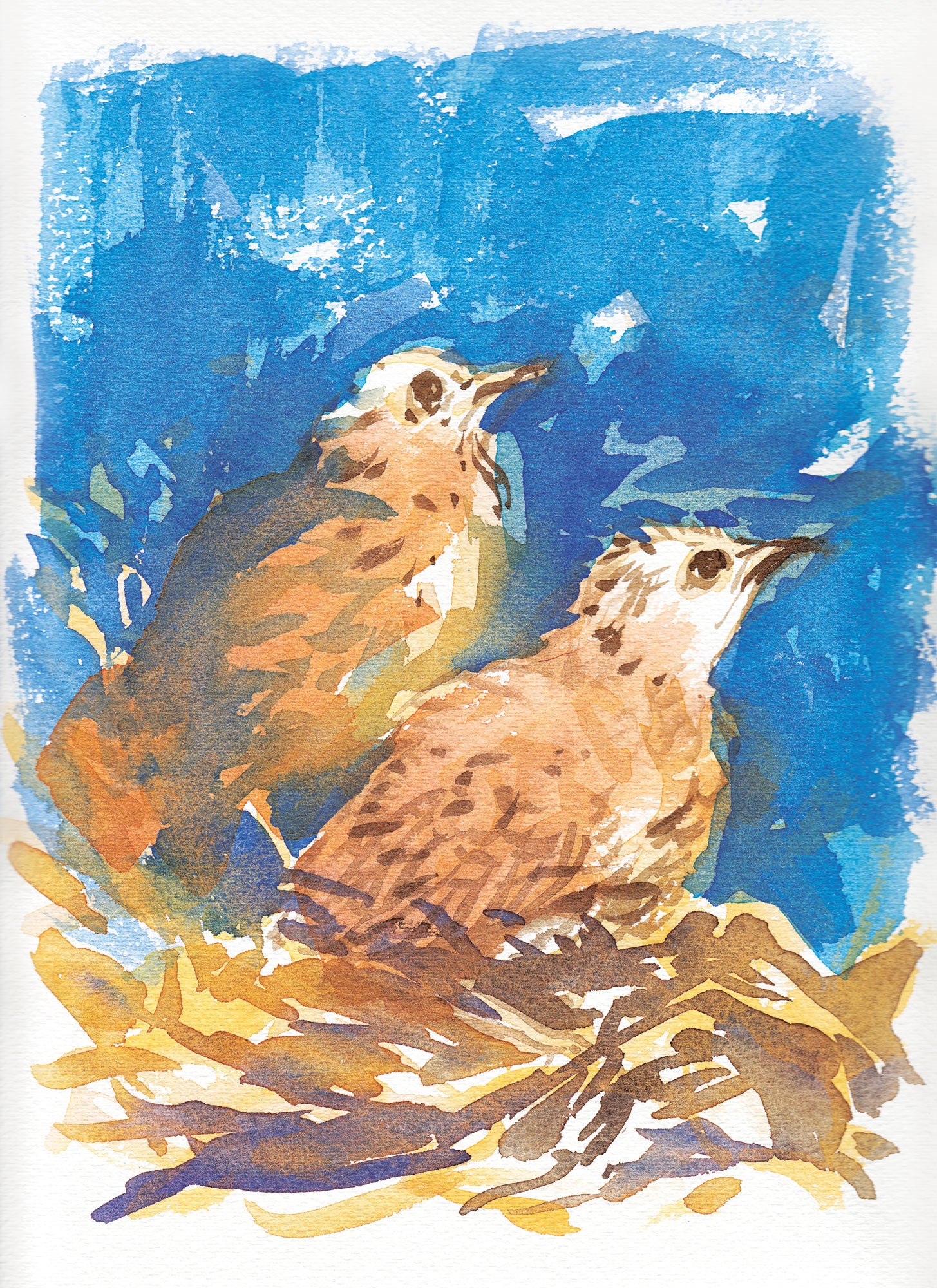 Série 'O joão-de-barro' // Rubens Matuck