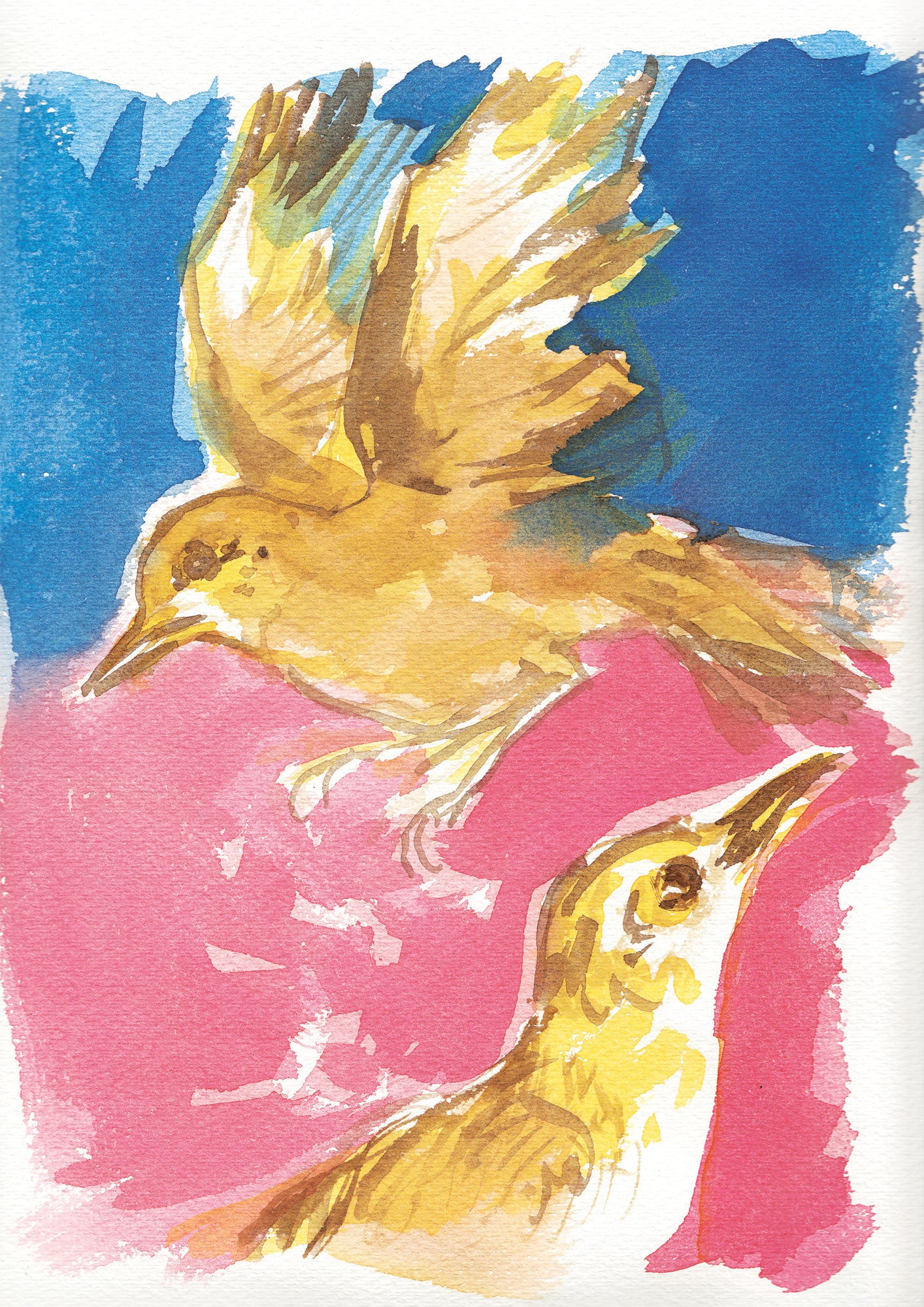 Série 'O joão-de-barro' // Rubens Matuck